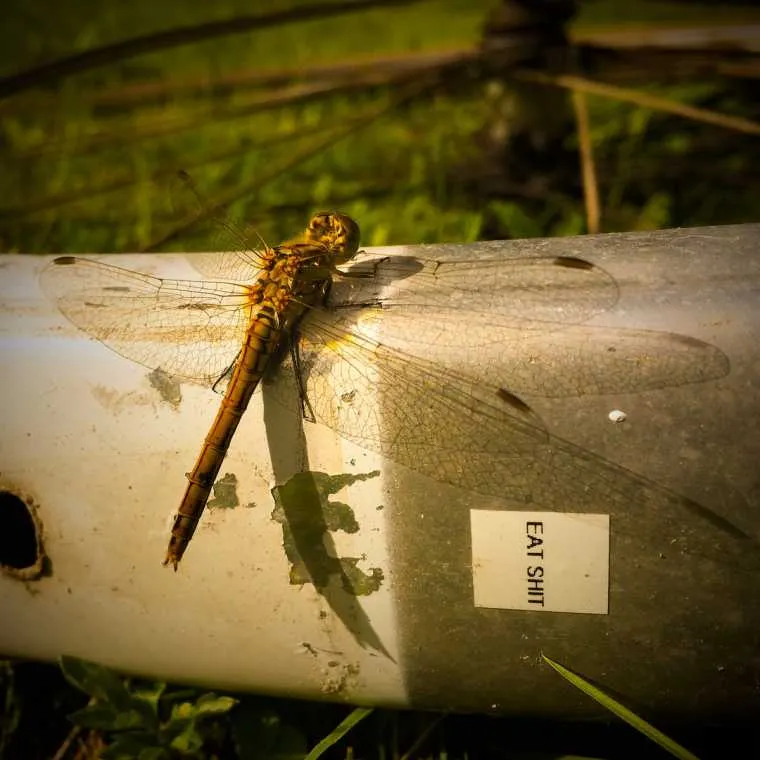Alabama Kush - Eat Shit Dragonfly Summer Super Jams Album Cover