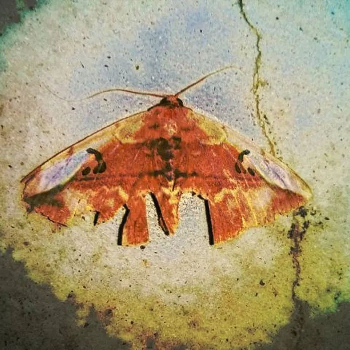 Bärglar - Zikill ~Fairy Version~ Album Cover
