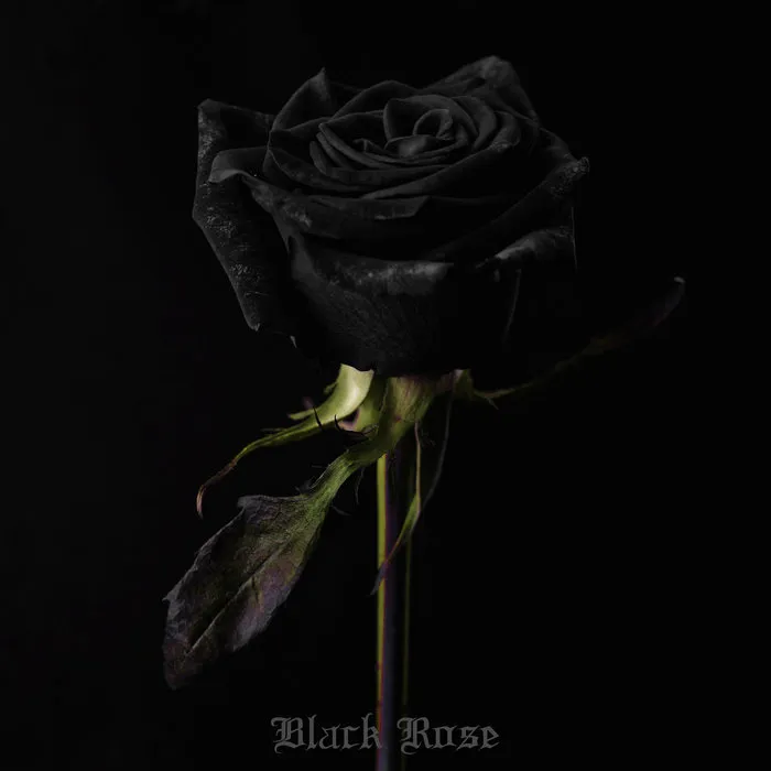 Dead Wasteland - Black Rose Album Cover