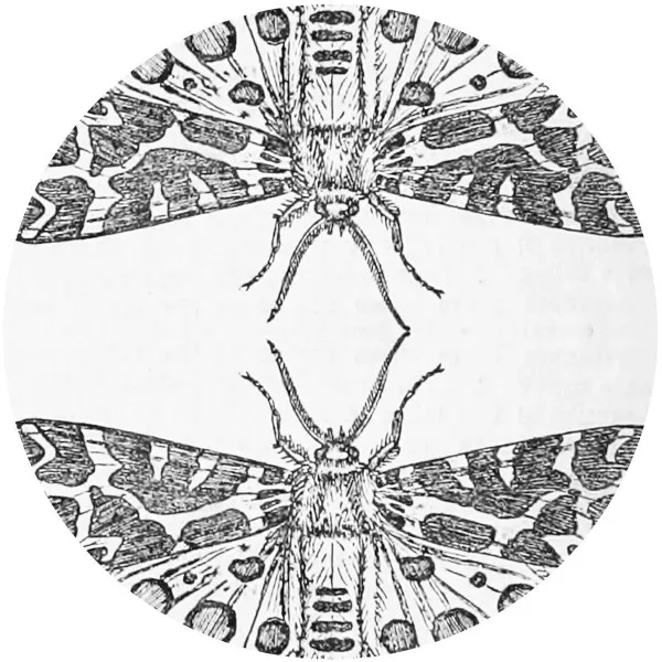 Jute Gyte - The Sparrow Album Cover